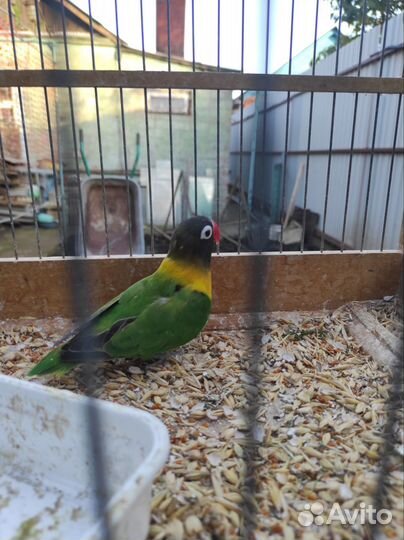 Неразлучники