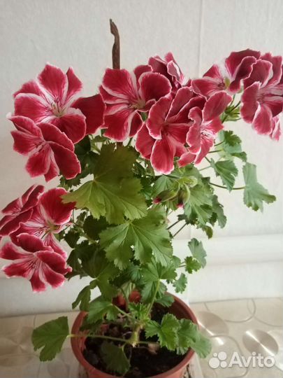 Пеларгония герань разная, мята дом, денежное дерев