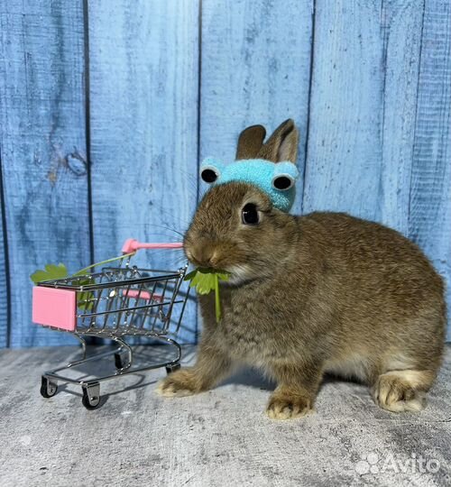 Карликовые кролики, ручные малыши