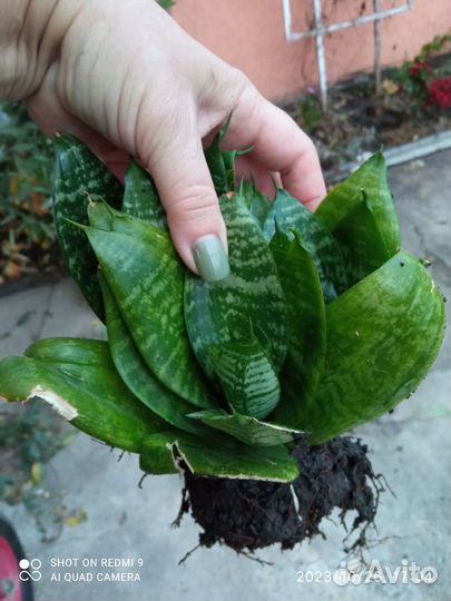 Сансиеверия, Декабрист розовый