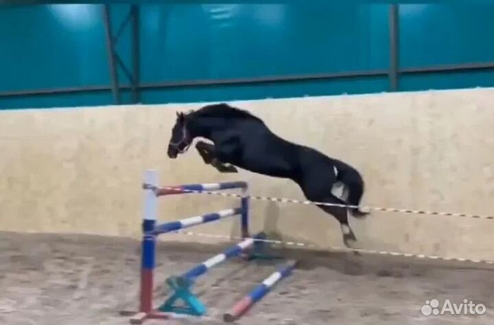 Жеребец буденовской помеси 2019гр 162см