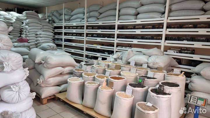 Продам кукурузу 12,зерно,пшеница, ячмень, овёс