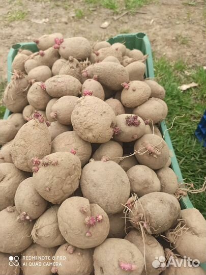 Семенной картофель журавелька, синеглазка, удача