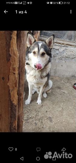 Собака в добрые руки