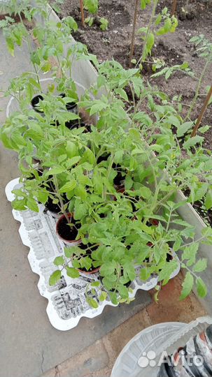 Рассада помидор