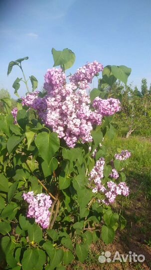 Пионы, сирень