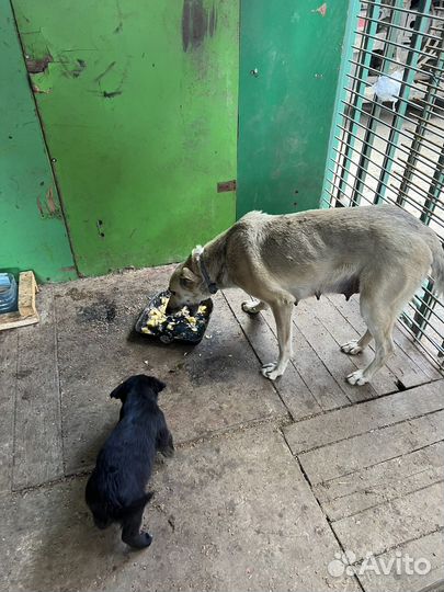 Собака в добрые руки