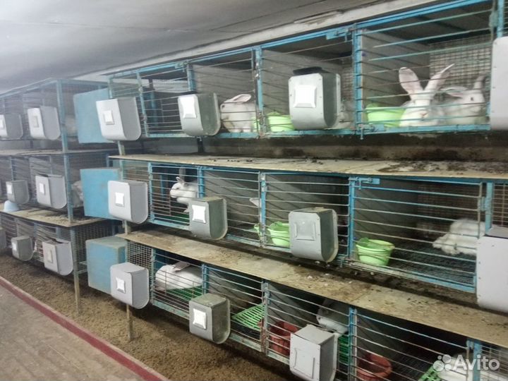 Чистая порода