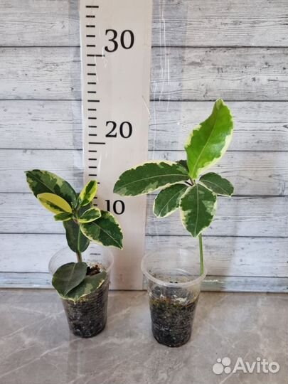 Декабрист шлюмбергера