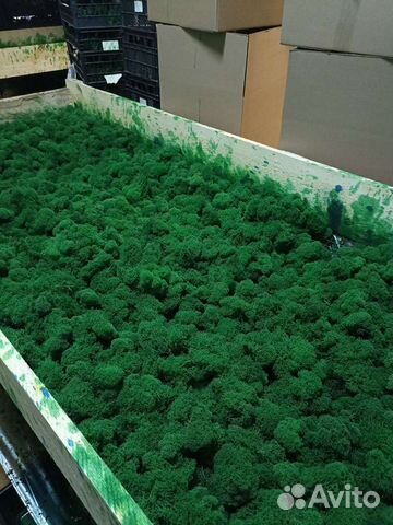 Стабилизированный мох ягель