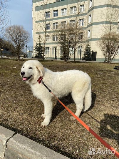 Передержка животных, собак