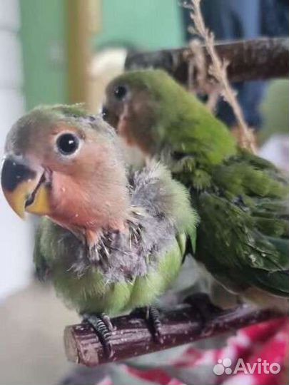 Птенцы самой милой в мире пары неразлучников