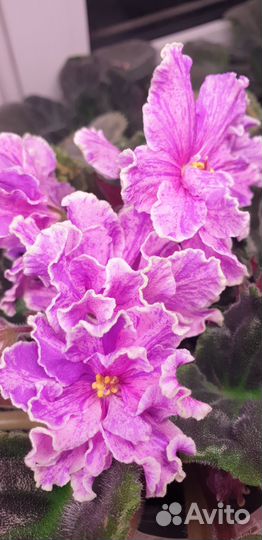 Фиалка, сорт Луиза