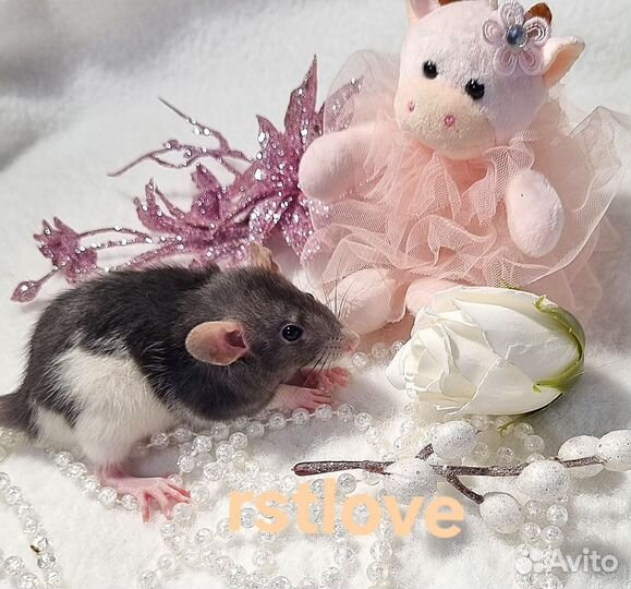 Крысята дамбо малышки девчонки