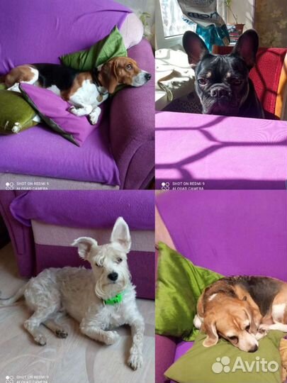 Передержка собачек мелких средних пород