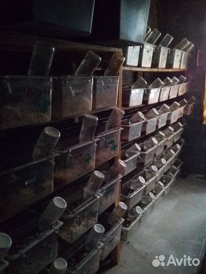 Кормовые мыши, крысы