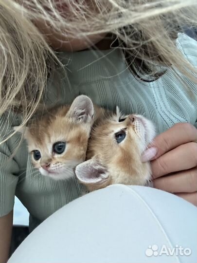 Золотой тиккированный британец. Москва