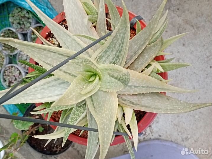 Алоэ сортовые яркие вариегатные