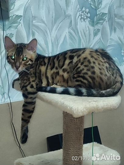 Кот вязка с кошкой
