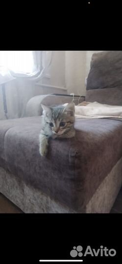 Кошка в добрые руки