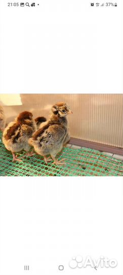 Курочки молодки