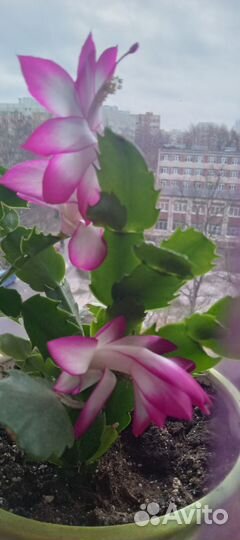 Декабрист шлюмбергера(Дарк Ева)с горшками