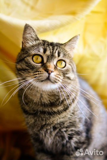 Кошка метис британца