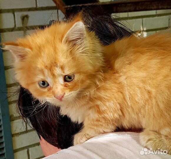 Рыжий котенок в добрые руки