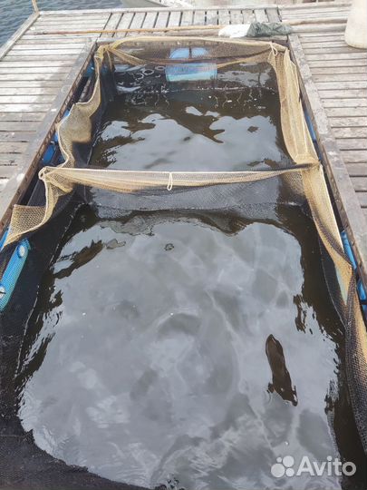 Линь карась (живой) в пруд