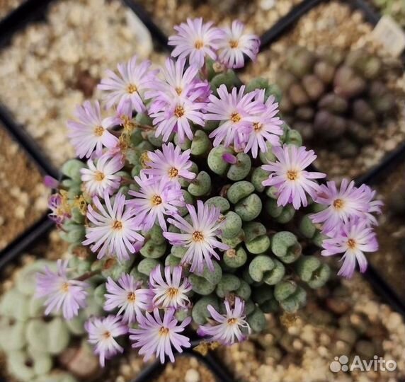 Конофитум. Цветущие камни