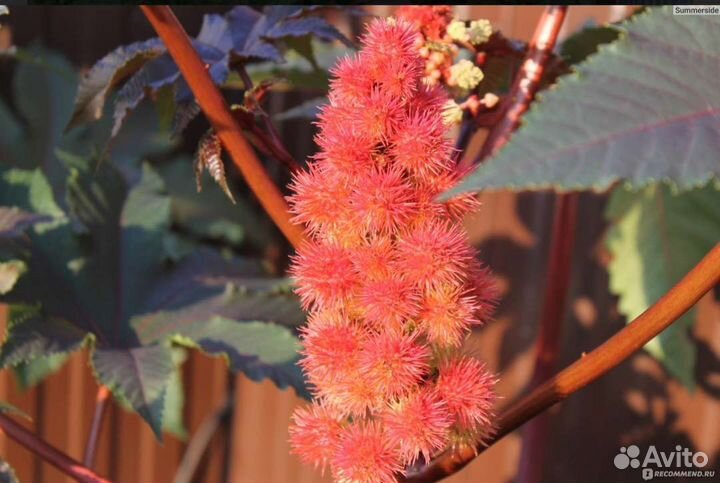 Клещевина обыкновенная (семена)