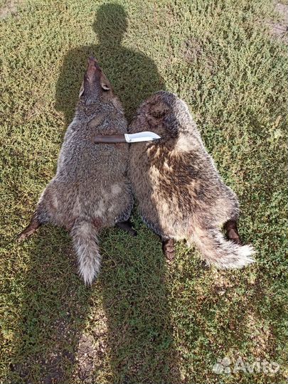 Барсучий жир