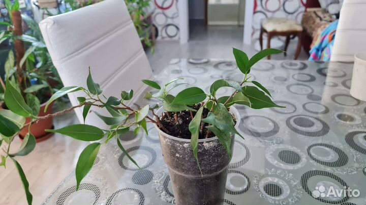 Отросток фикус а Бенджамина