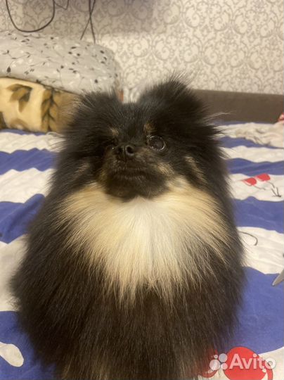 Померанский шпиц вязка