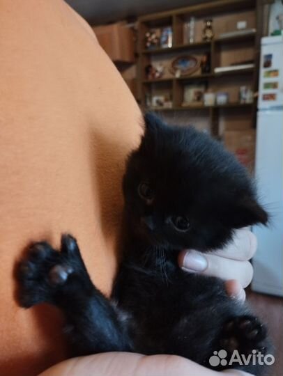 Котята британские