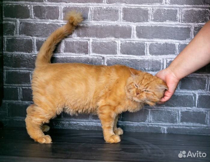 Тишка ищет дом