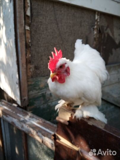 Продается карликовый кохинхин, петухи