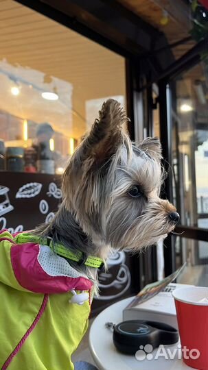 Вязка Йоркширский терьер мини мальчик