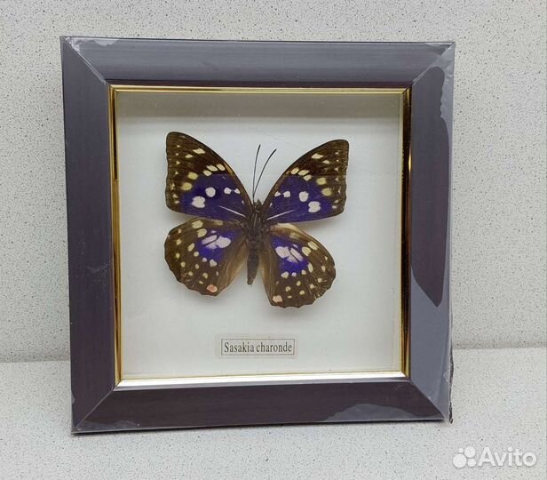 Бабочка 15,9*16 сувенир подарок