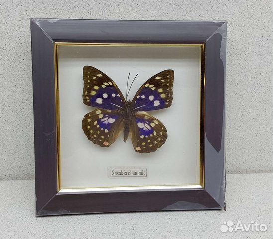 Бабочка 15,9*16 сувенир подарок