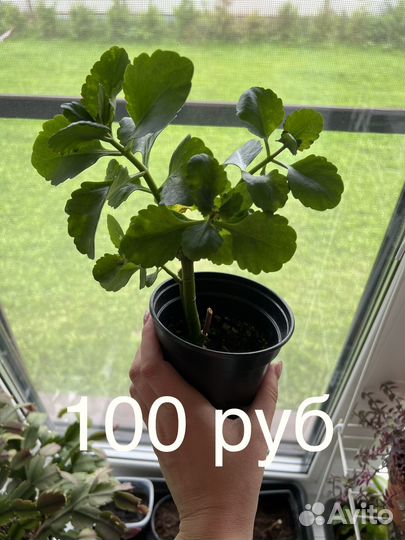 Комнатные растения