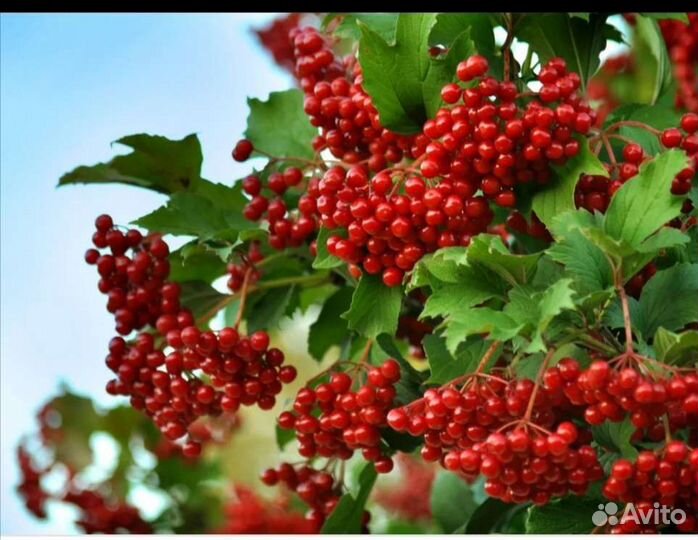 Белая акация, арония, рябина, калина, ясень