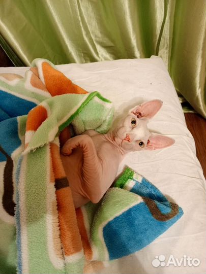 Канадский сфинкс бесплатно