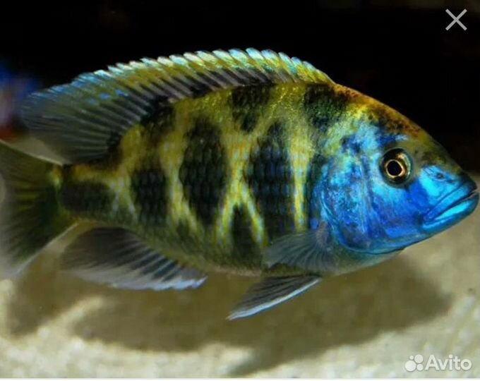 Рыбки цихлиды