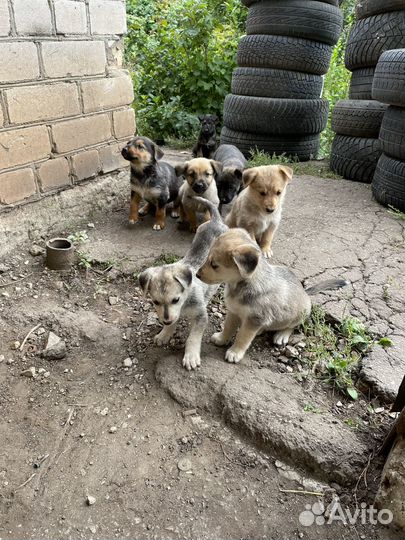 Щенки лабрадора/хаски (помесь)