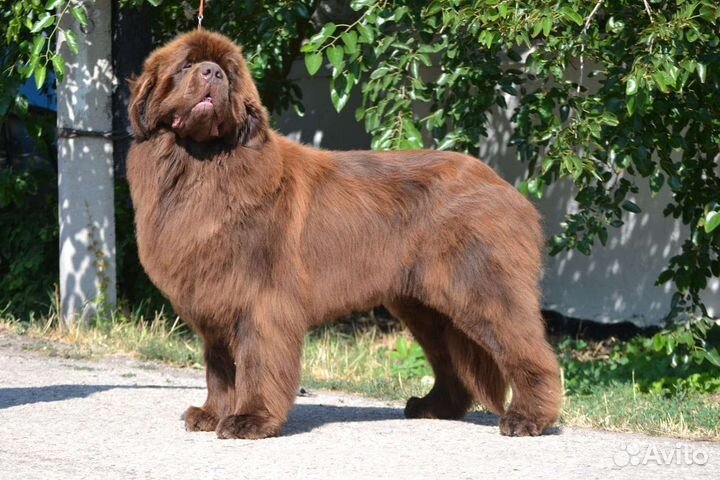 Собачья шерсть