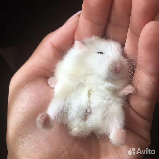 Джунгарские хомячки с клеткой