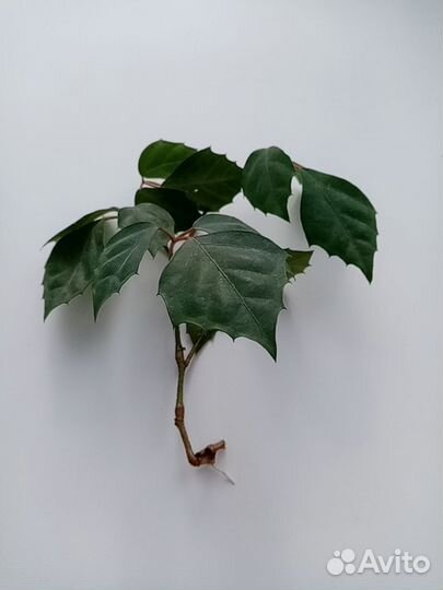 Циссус (берёзка)