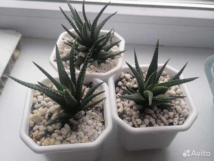 Суккуленты