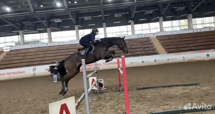 Конкурная лошадь